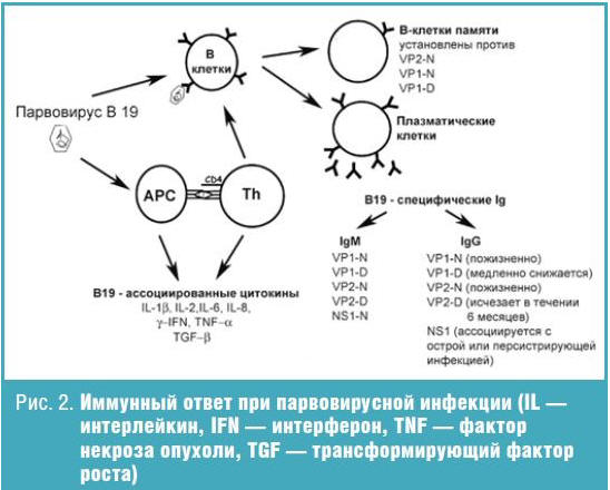 Парвовирусная инфекция у детей презентация